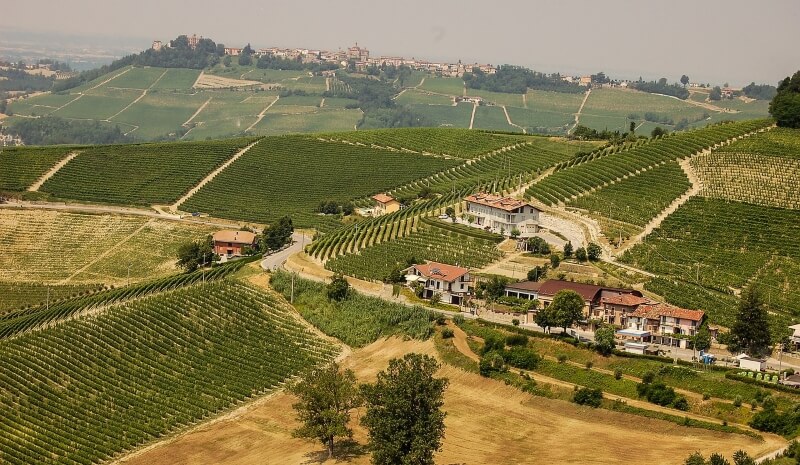 Weinanbau in Piemont