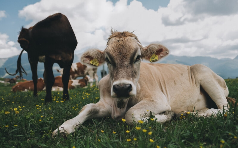 Kühe auf Alm in den Dolomiten