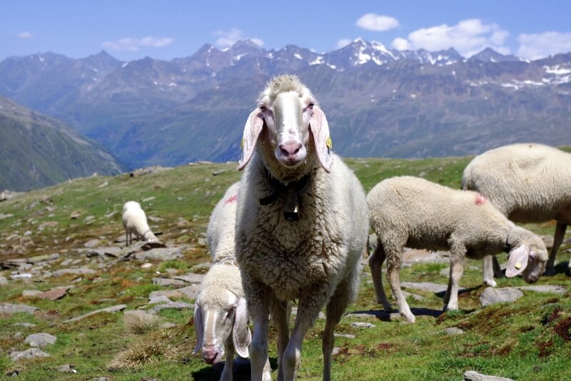 Schafe in den Alpen Tirols