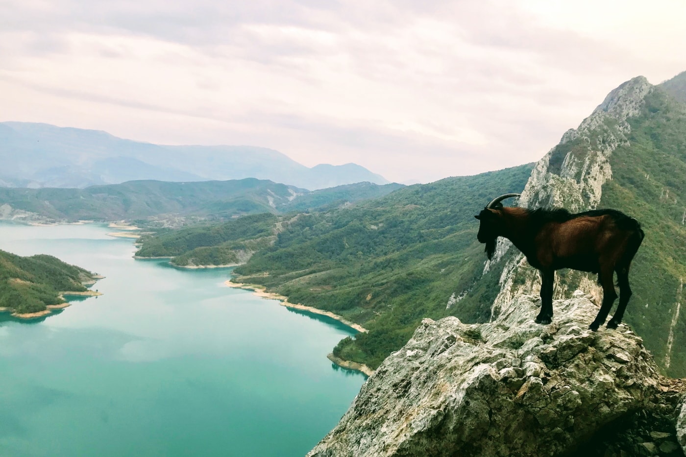 Berggemse in Albanien